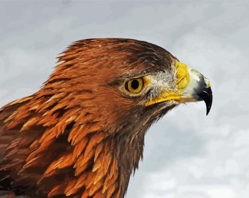 Eagle Aquila paint by numbers