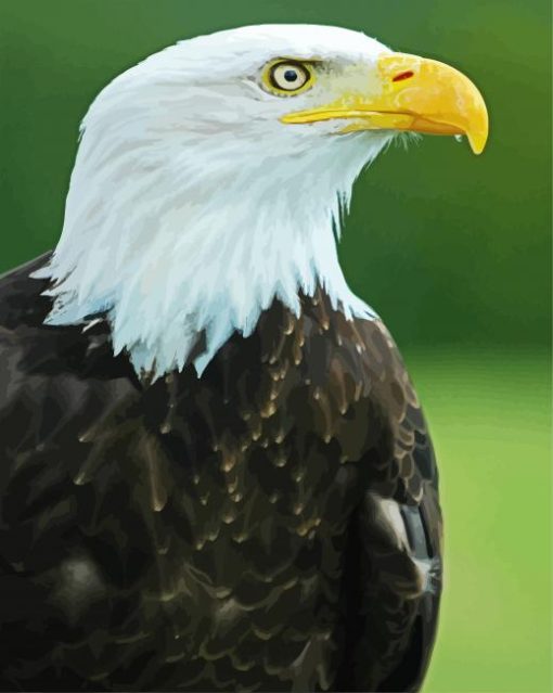 Eagle Bird Aquila paint by numbers