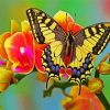 Flower Swallowtail paint by numbers
