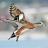 Flying Wigeon Bird Paint By Number