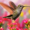 Flying Beautiful Hummingbird paint by numbers