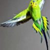 Flying Budgerigar paint by numbers