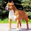 Golden American Staffordshire Terrier Dog Animal Paint By Number