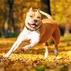 Golden American Staffordshire Terrier Dog Paint By Number