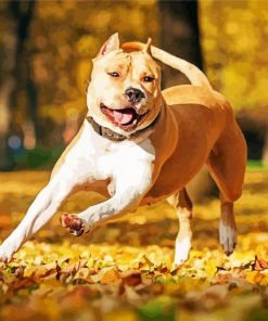 Golden American Staffordshire Terrier Dog Paint By Number
