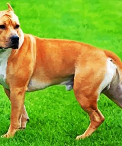 Golden American Staffordshire Terrier paint by numbers