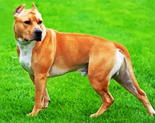 Golden American Staffordshire Terrier paint by numbers