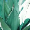 Green Agave With Thorns Paint By Number