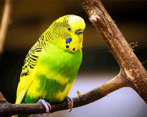 Green And Yellow Budgerigar Bird Paint By Number
