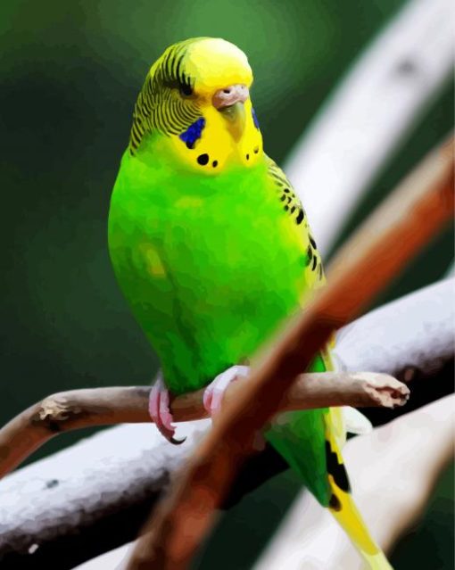 Green Budgerigar on a Branch paint by numbers