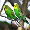 Green Budgerigars paint by numbers