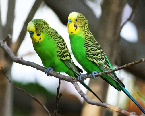 Green Budgerigars paint by numbers