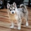 Grey Pomsky paint by numbers