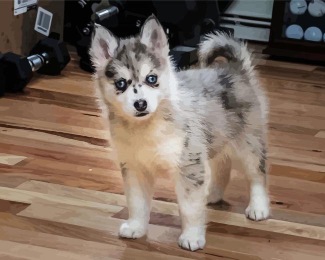 Grey Pomsky paint by numbers