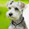 Grey Schnauzer Paint By Number