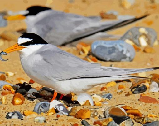 Grey Tern paint by numbers