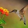 Hummingbird with Lantana paint by numbers