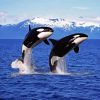 Killer Whales Paint By Number