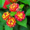 Lantana Flowers paint by numbers