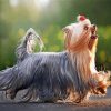 Long Hair Yorkshire Terrier paint by numbers