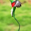 Long Tail Quetzal Flying Paint By Number