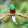 Long Tailed Quetzal Bird On A Branch Paint By Number