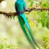Long Tailed Quetzal Paint By Number