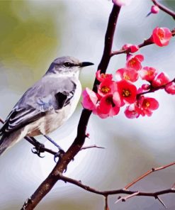 Mockingbird and Blossoms paint by numbers