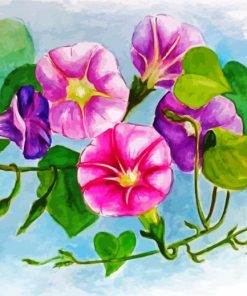 Morning Glory Flowers Paint By Number
