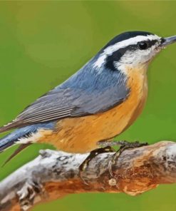 Nuthatch Bird Animal paint by numbers
