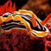 Orange Nudibranch Paint By Number