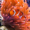 Orange Anemones Clown Fish Paint By Number