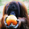 Orangutan Eating Pumpkins Paint By Number