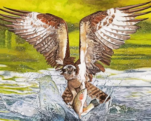 Osprey Bird Hunting paint by numbers