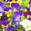 Pansy Flower Paint By Number