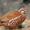 Red Partridge Bird Paint By Number