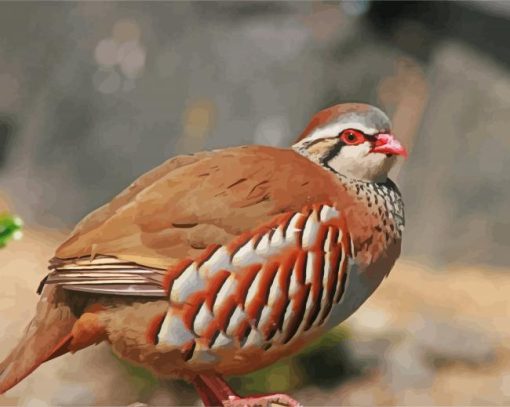Red Partridge Bird Paint By Number