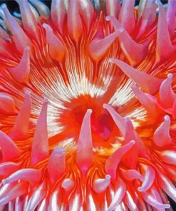 Pink Anemones Flower paint by numbers