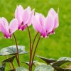 Pink Cyclamen Plants paint by numbers