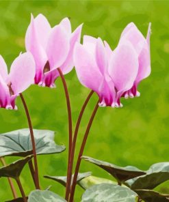 Pink Cyclamen Plants paint by numbers