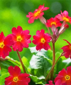 Pink Primroses paint by numbers
