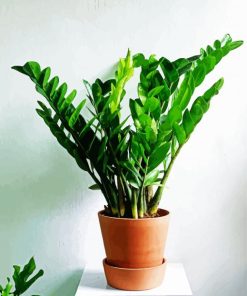 Plant Zamioculcas paint by numbers