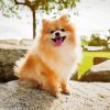 Puppy Pomeranian Paint By Number