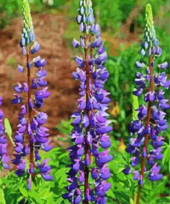 Purple Lupins Paint By Number