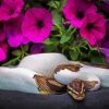 Python Snake and Petunia Flowers paint by numbers