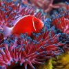 Red Fish Between Anemones Paint By Number
