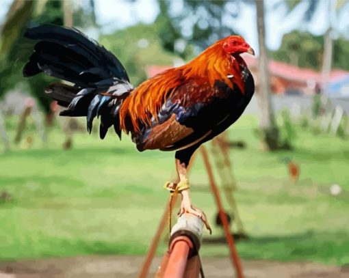 Rooster Bird paint by numbers