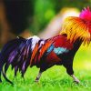 Rooster paint by numbers