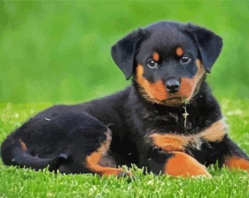 Rottweiler Puppy paint by numbers
