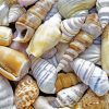 Seashell paint by numbers